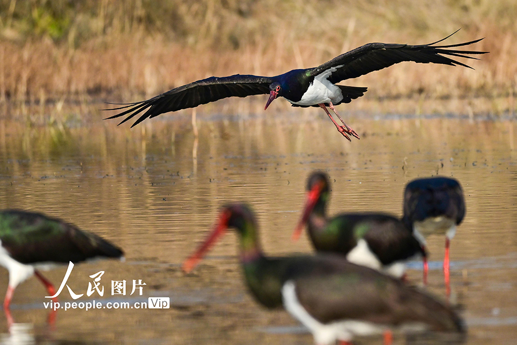 河南洛阳：黑鹳现身黄河湿地