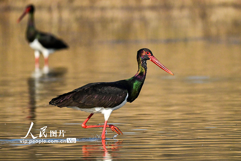 河南洛阳：黑鹳现身黄河湿地【5】