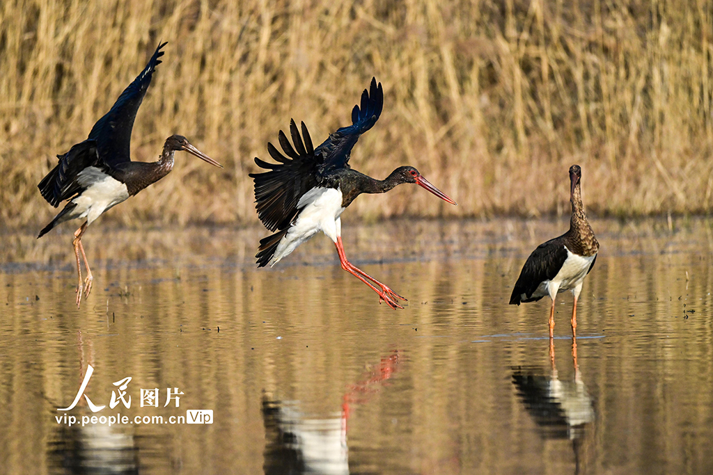 河南洛阳：黑鹳现身黄河湿地【2】