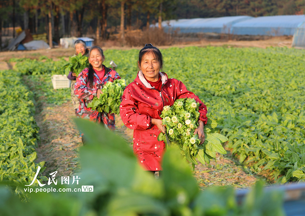 江西泰和：采收蔬菜保供应