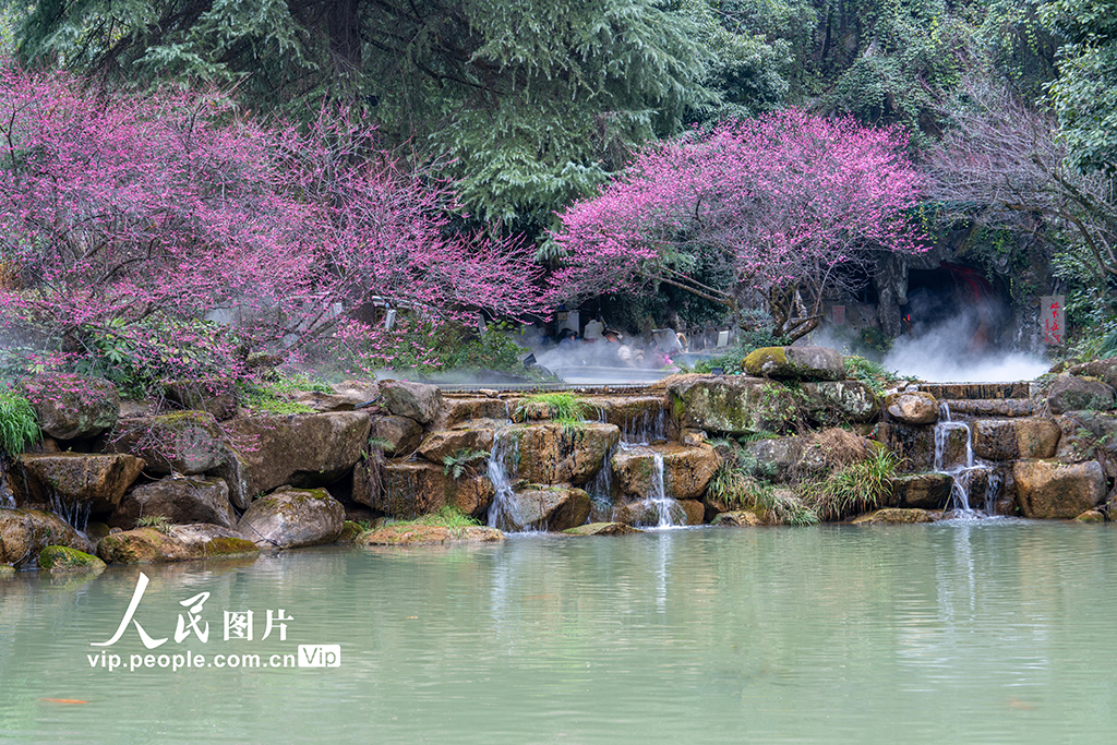 浙江金华：梅花绽放风景宜人【4】