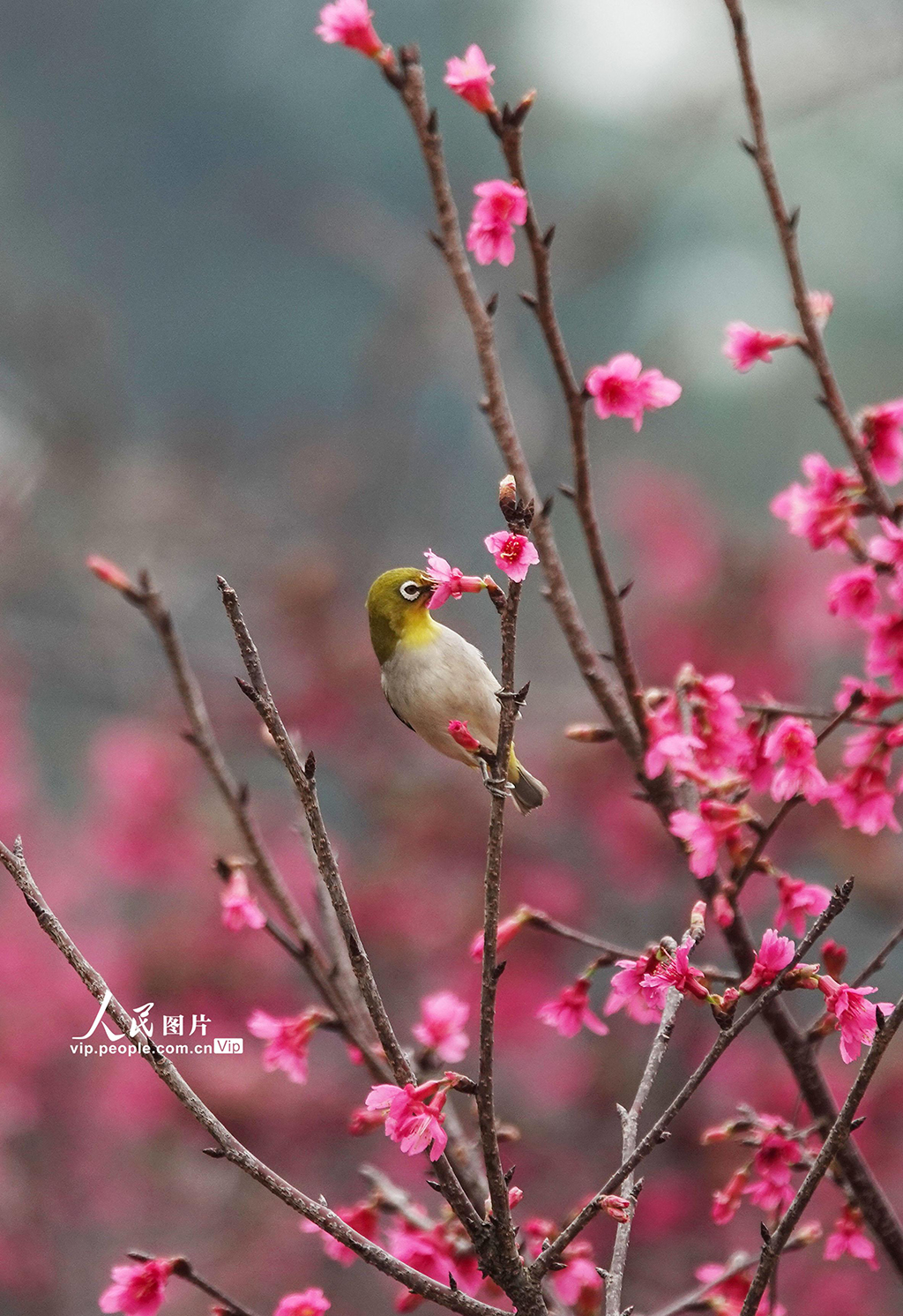 广西南宁：小鸟“戏”花春意闹【3】