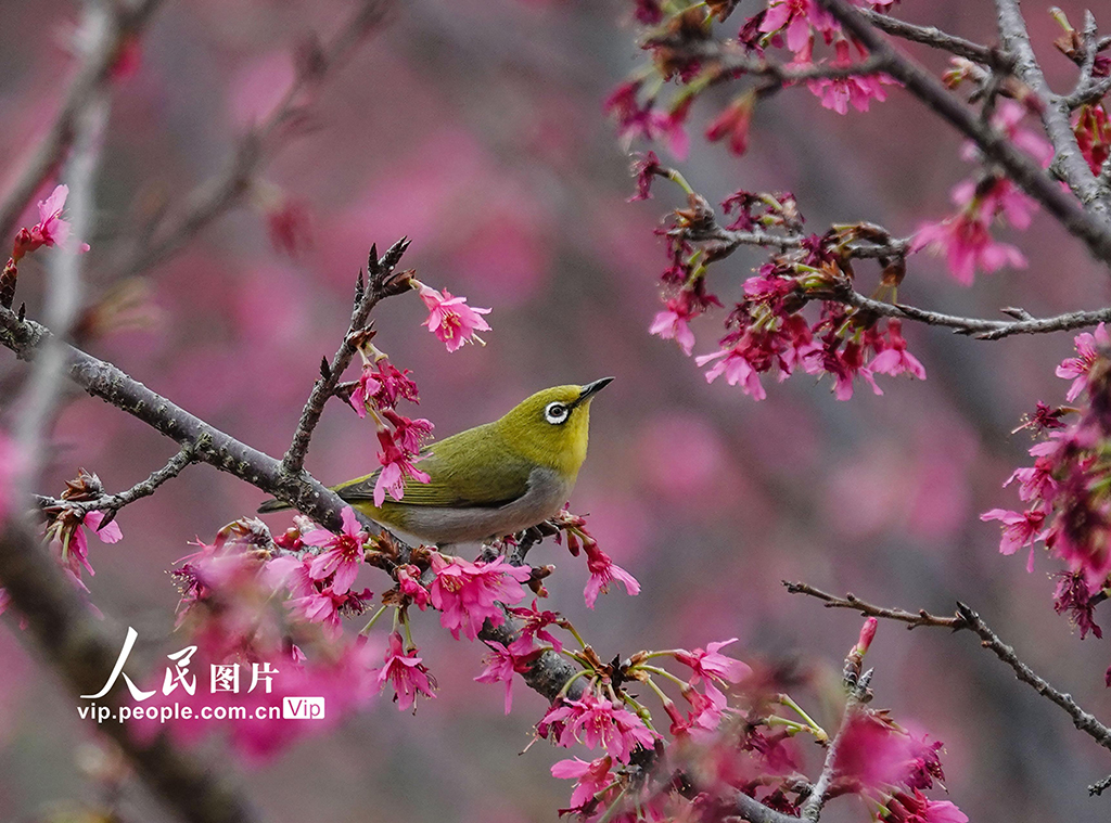 广西南宁：小鸟“戏”花春意闹【5】