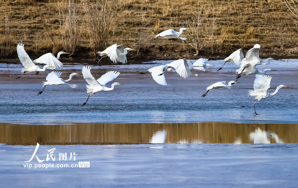 2025年3月1日，大批白鹭在敦煌党河湿地栖息。