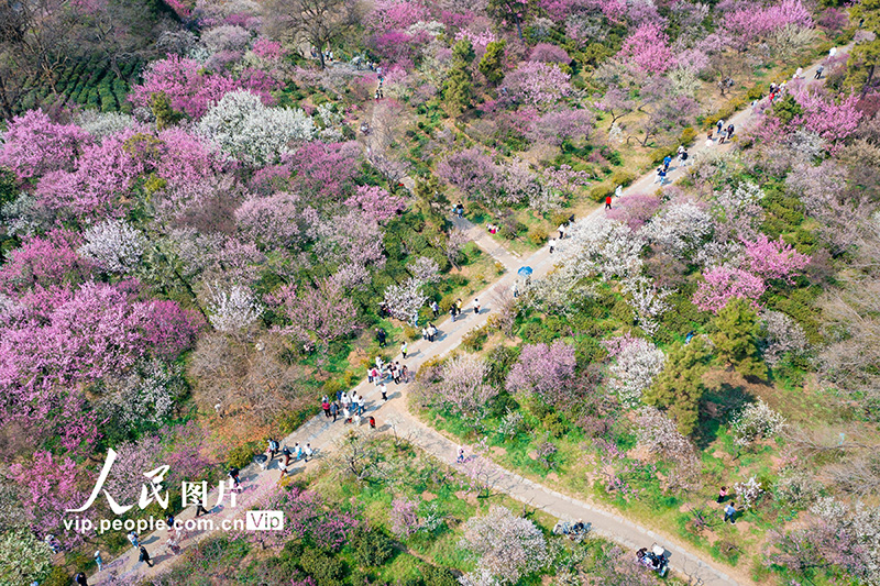 2025年3月2日，游客在南京梅花山赏花。