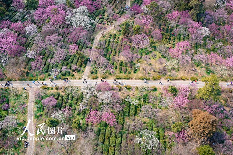 2025年3月2日，游客在南京梅花山赏花。