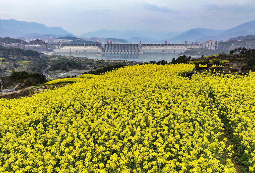 3月6日，在湖北省宜昌市夷陵区三斗坪镇拍摄的三峡坝区美丽春光。