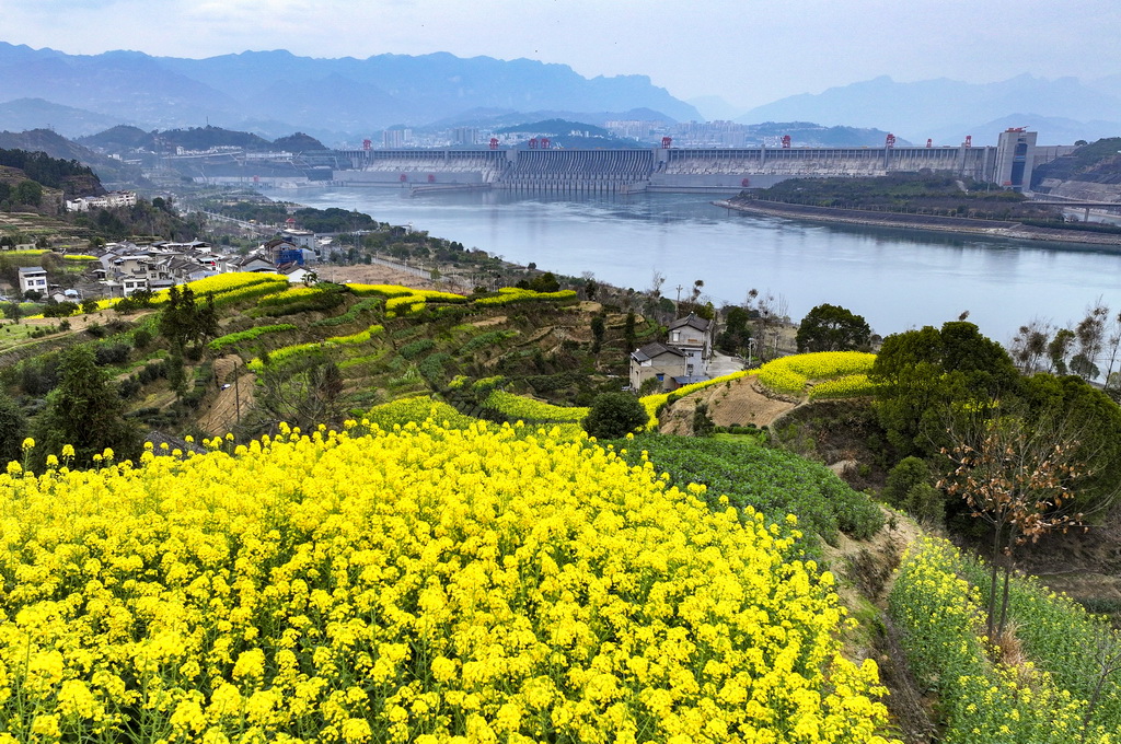 3月6日，在湖北省宜昌市夷陵区三斗坪镇拍摄的三峡坝区美丽春光。