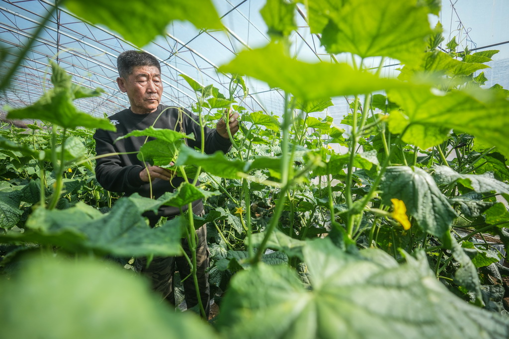 3月6日，在辽宁省葫芦岛市绥中县，种植户在黄瓜种植大棚查看黄瓜长势。新华社记者 潘昱龙 摄