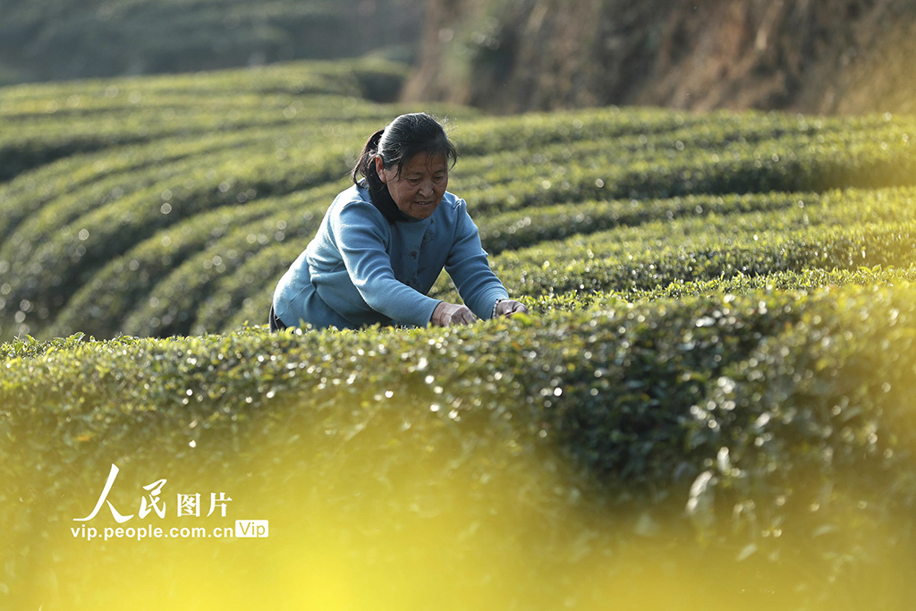 湖北秭归：早春茶采摘忙