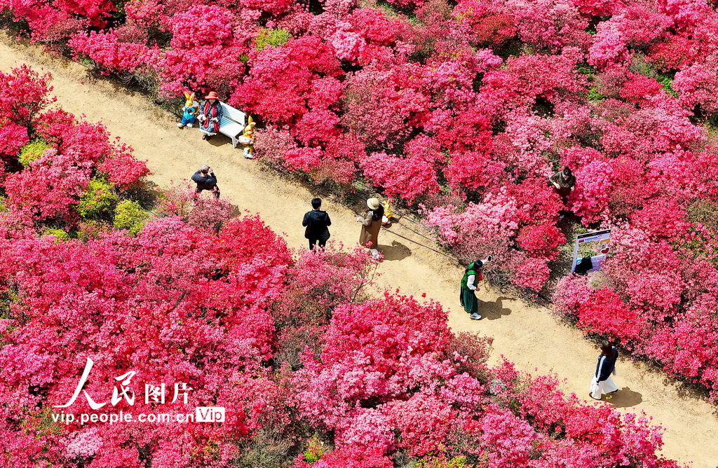 山东青岛：杜鹃花海迎客来