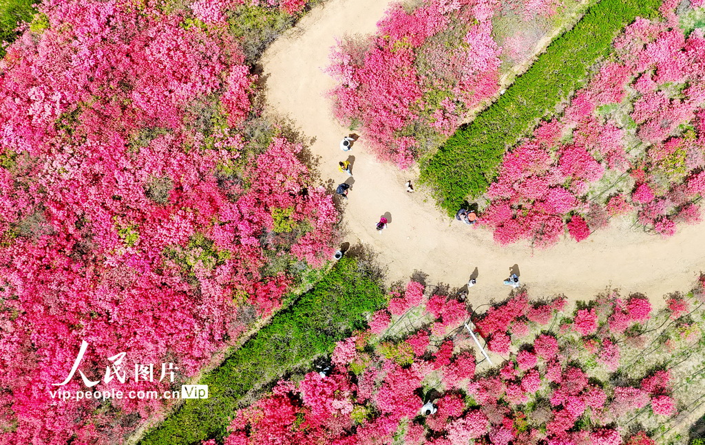 山东青岛：杜鹃花海迎客来【2】