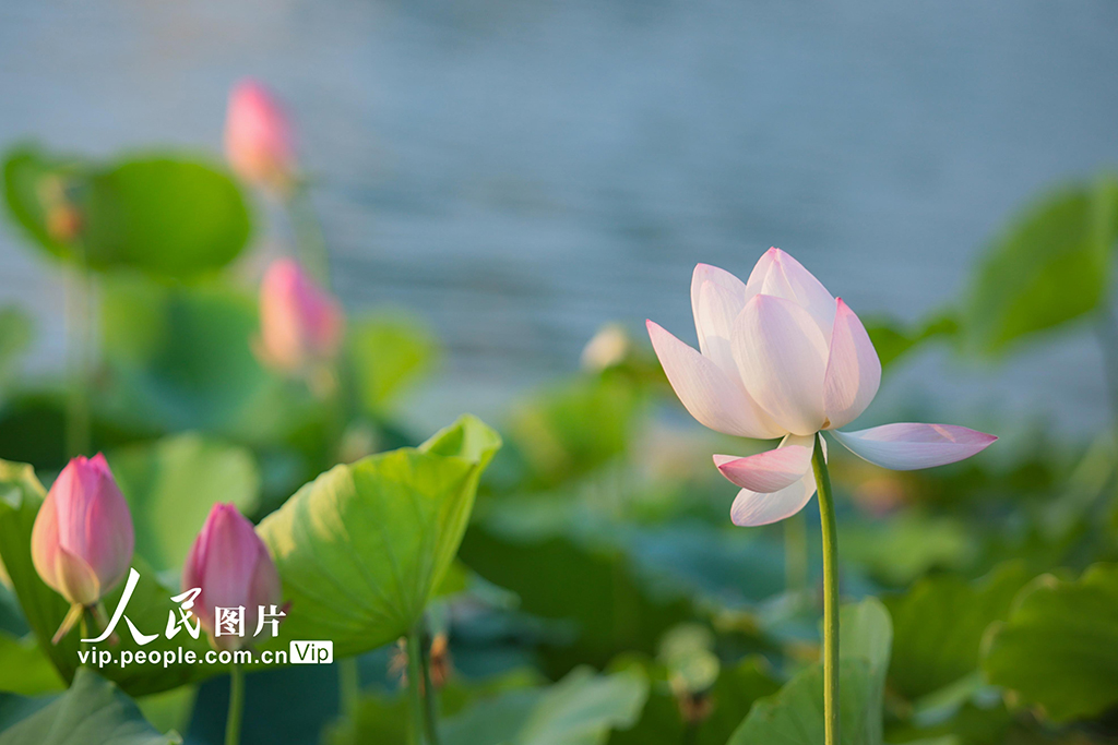 四川遂宁：夏日荷韵浓