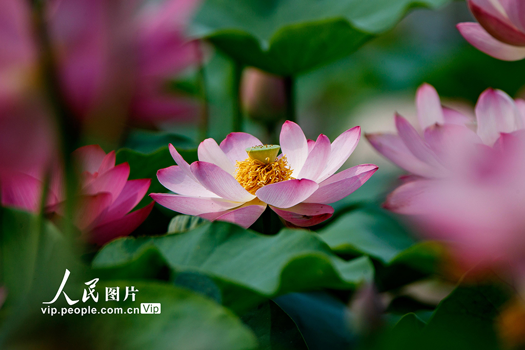 河南睢县：初夏荷花始盛开【4】