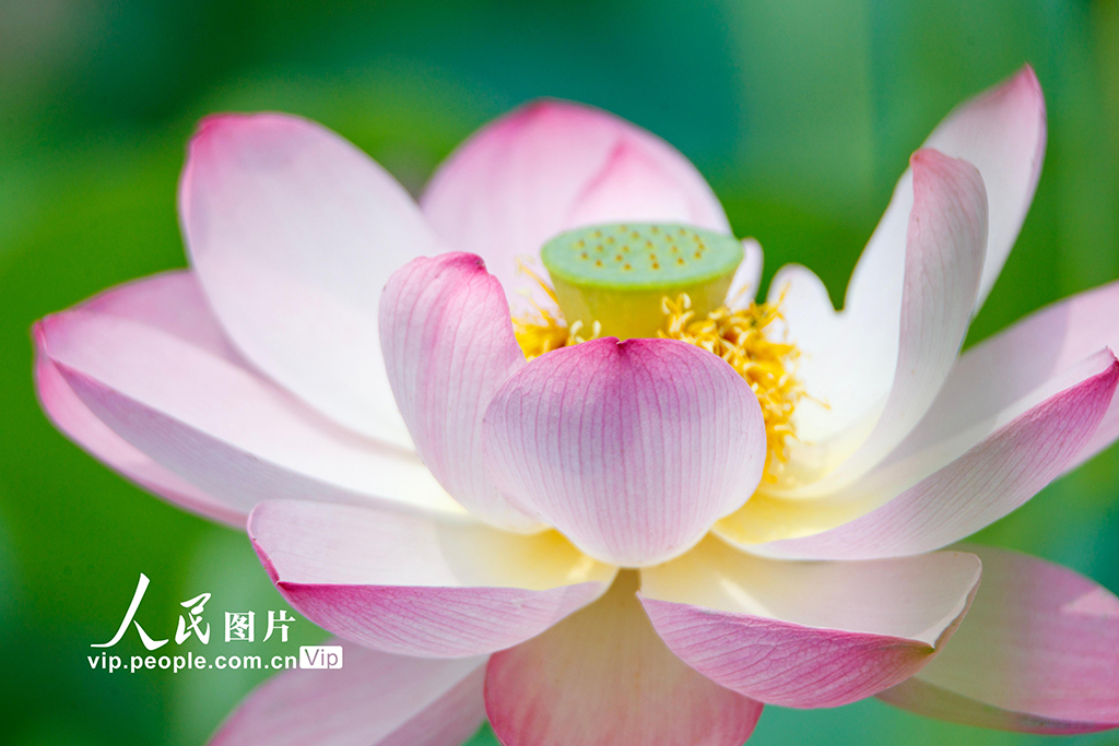 河南睢县：初夏荷花始盛开【6】
