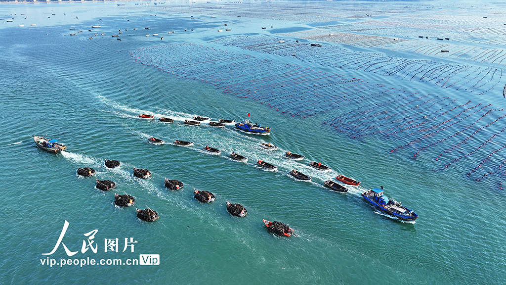 山东荣成：海带收获逾七成