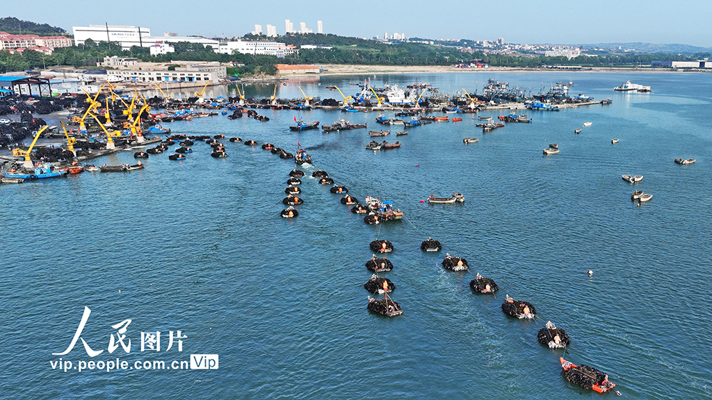 山东荣成：海带收获逾七成【2】
