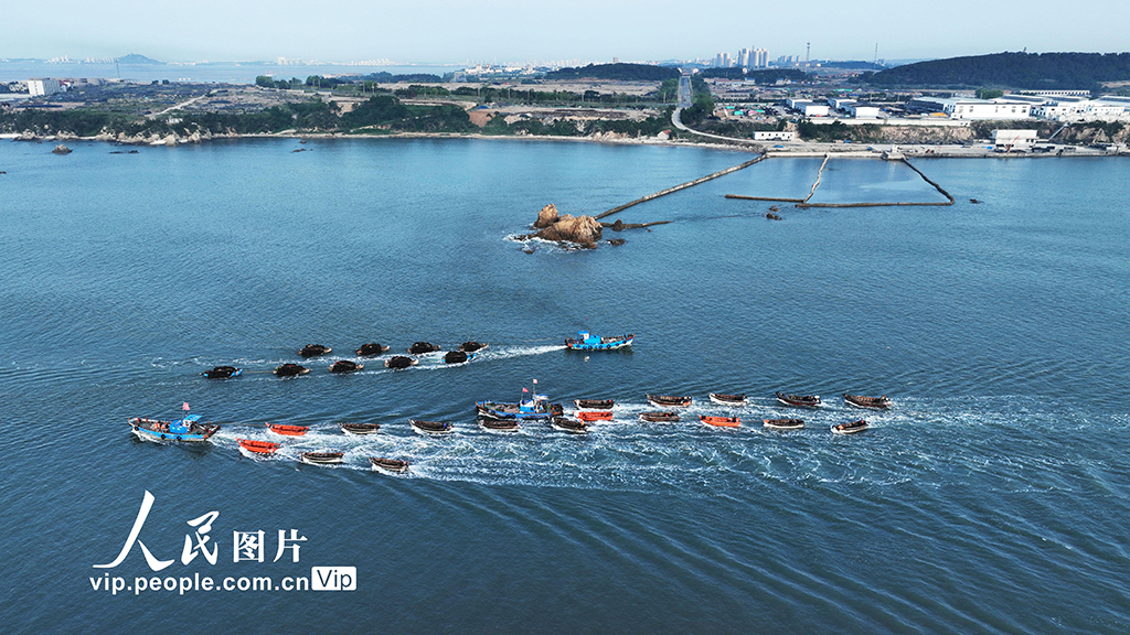 山东荣成：海带收获逾七成【5】