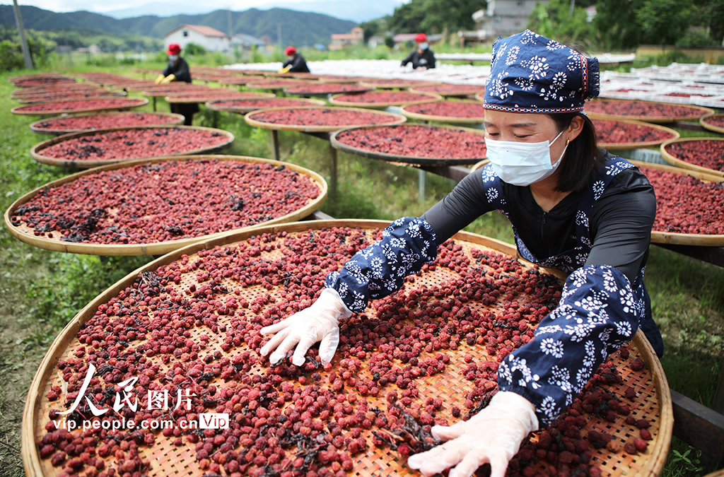 2025年6月17日，铜鼓县温泉镇铜乡汇乡村特产手工坊员工正在晒制杨梅干美食。