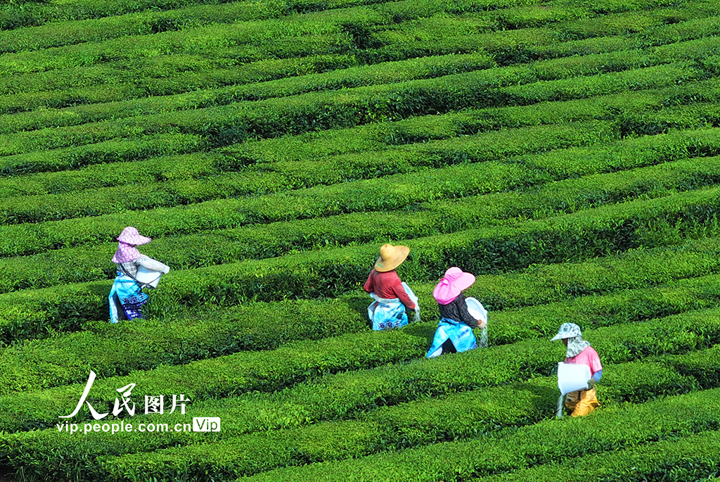 江西泰和：茶园施肥管护【5】