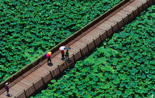 玄武湖畔赏荷乐