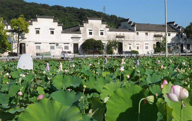 赏荷经济带动乡村游