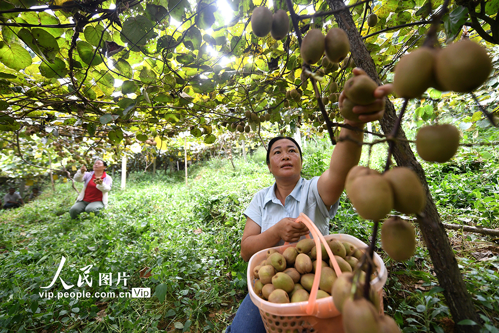 贵州榕江：猕猴桃丰收【2】