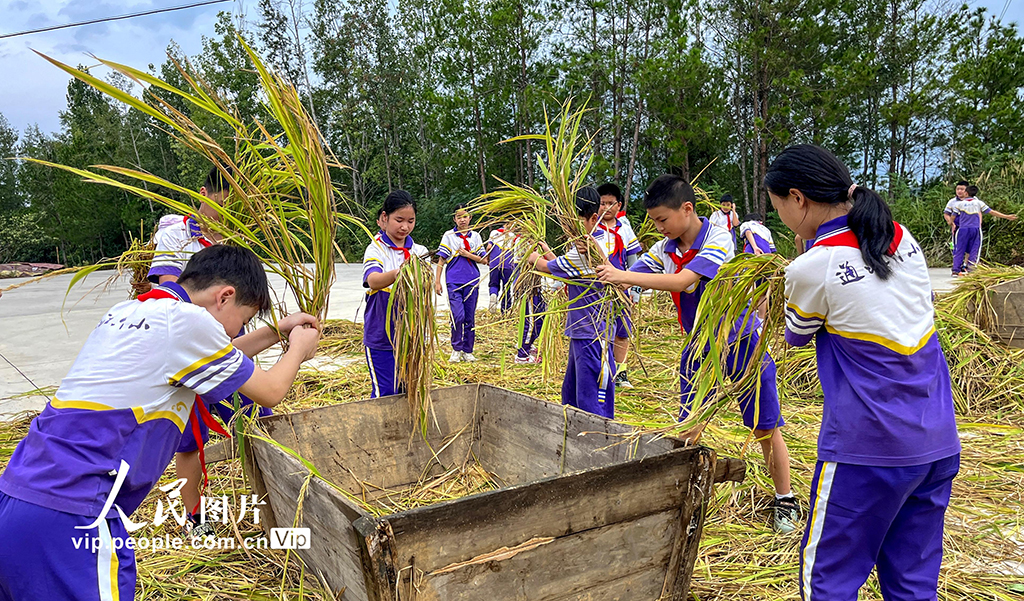 四川通江：“共享稻田”让学生体验劳动快乐【3】