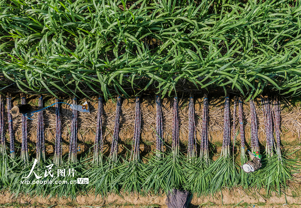 浙江兰溪：收获甘蔗【3】