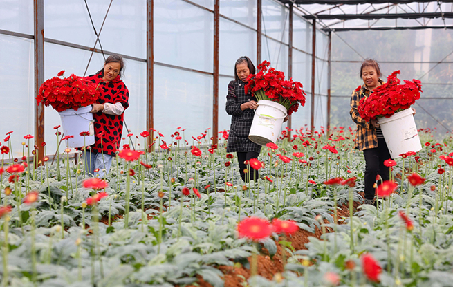 贵州玉屏：非洲菊绽放“美丽经济”