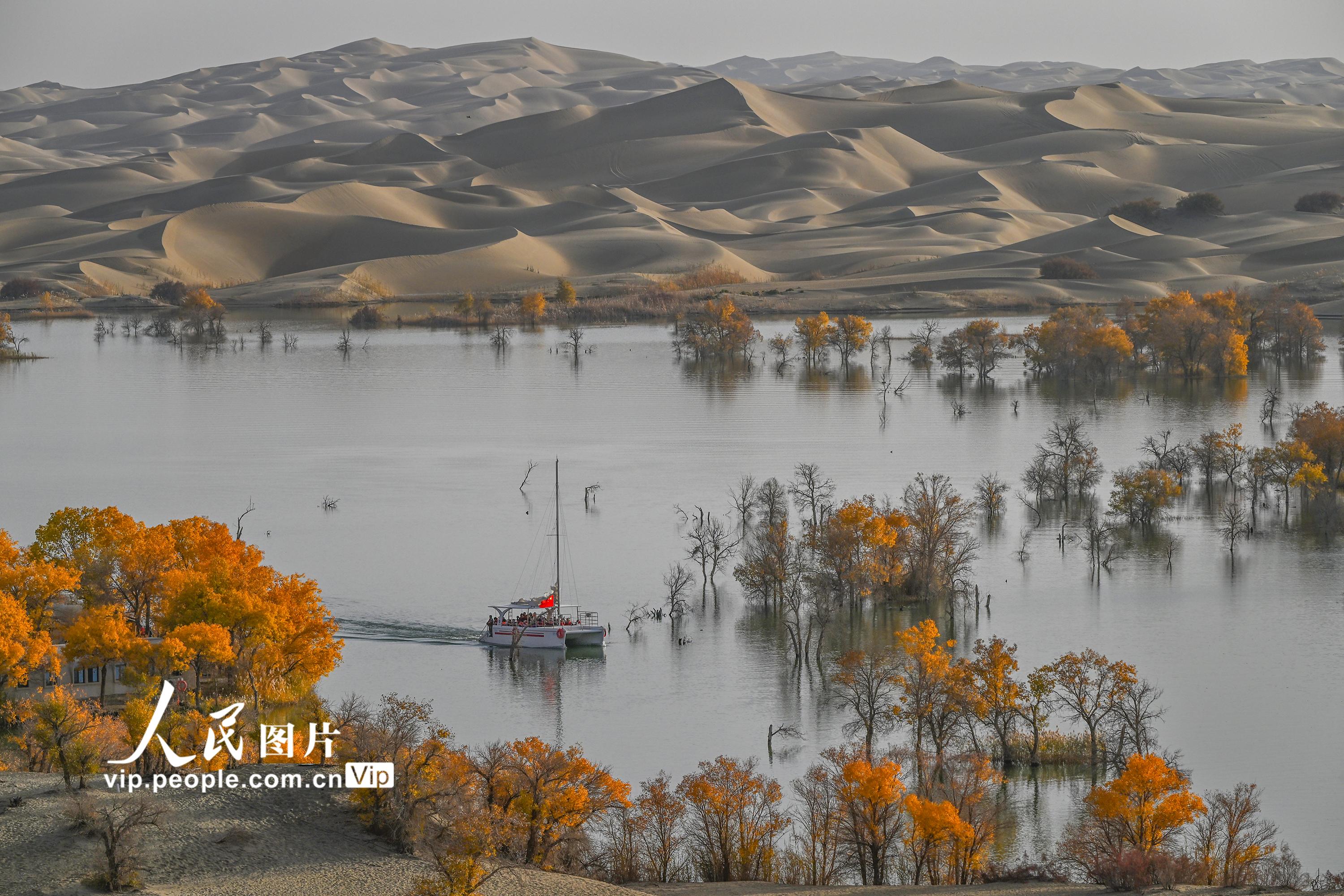 新疆尉犁：大漠胡杨醉游人【3】