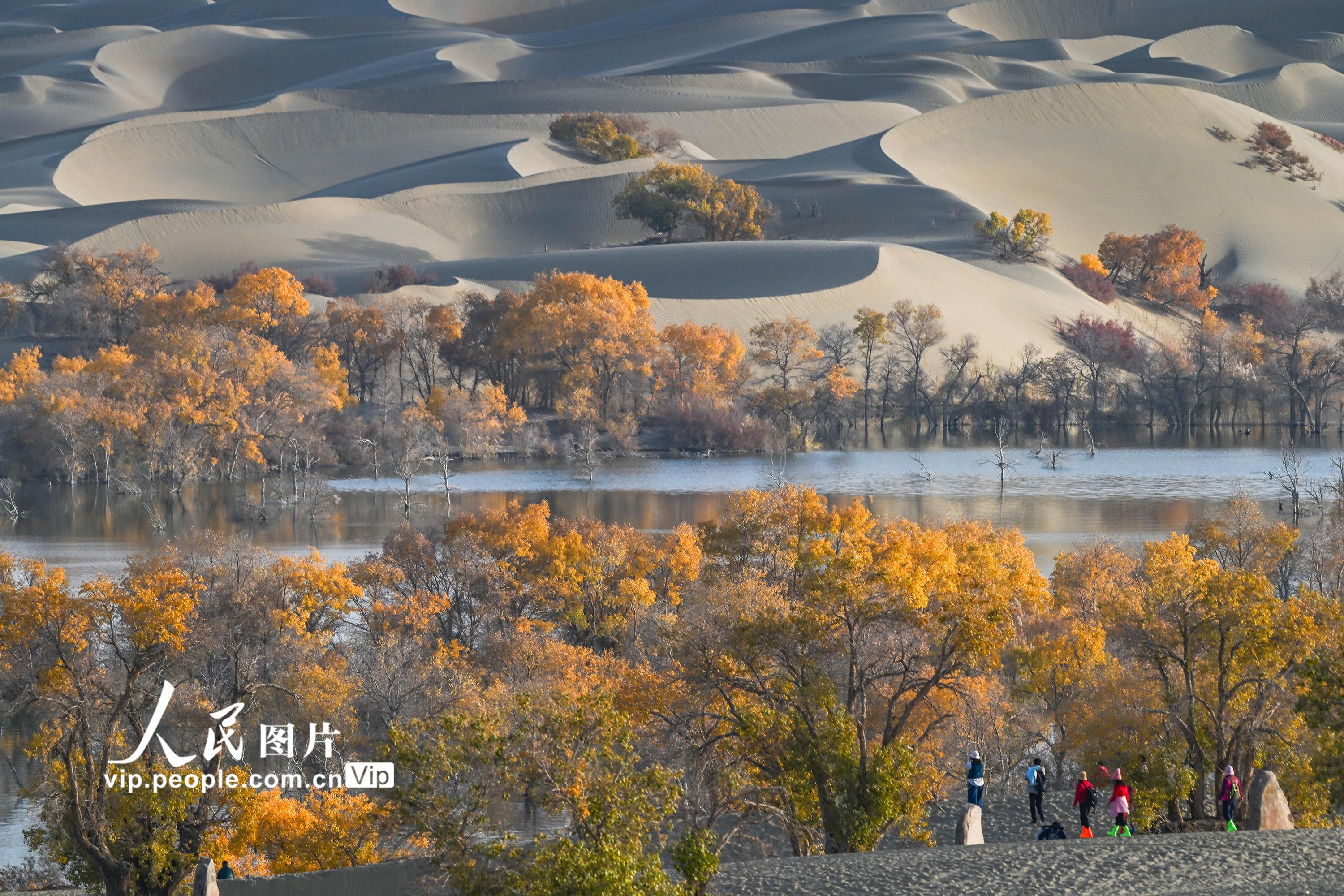 新疆尉犁：大漠胡杨醉游人【4】