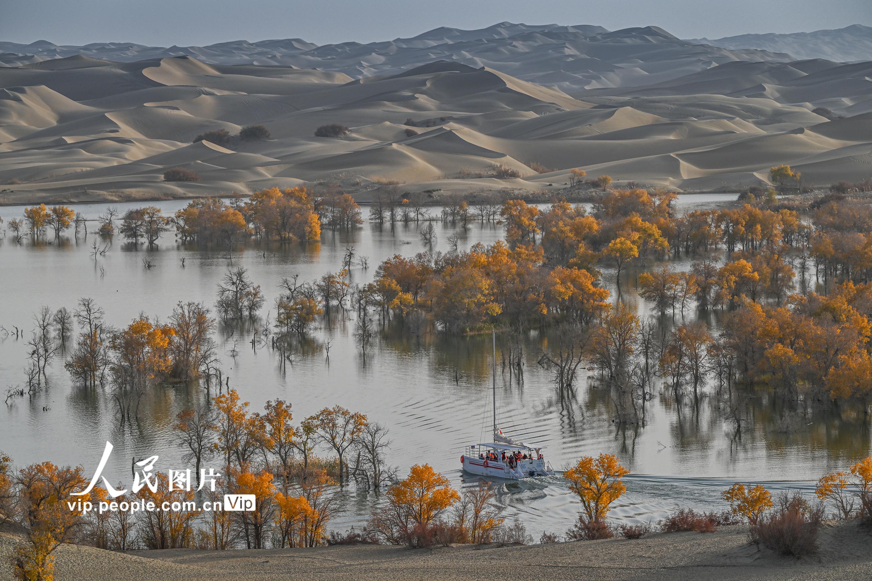 新疆尉犁：大漠胡杨醉游人【5】