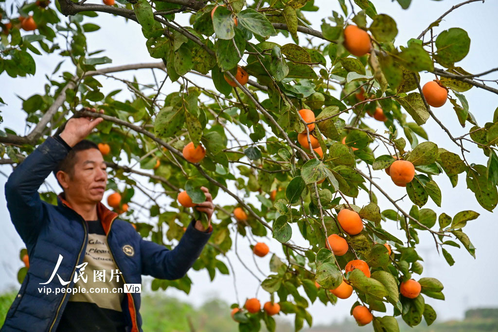 河南宜阳：柿饼加工