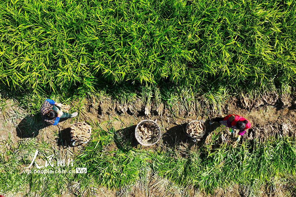 重庆：采挖富锶生姜