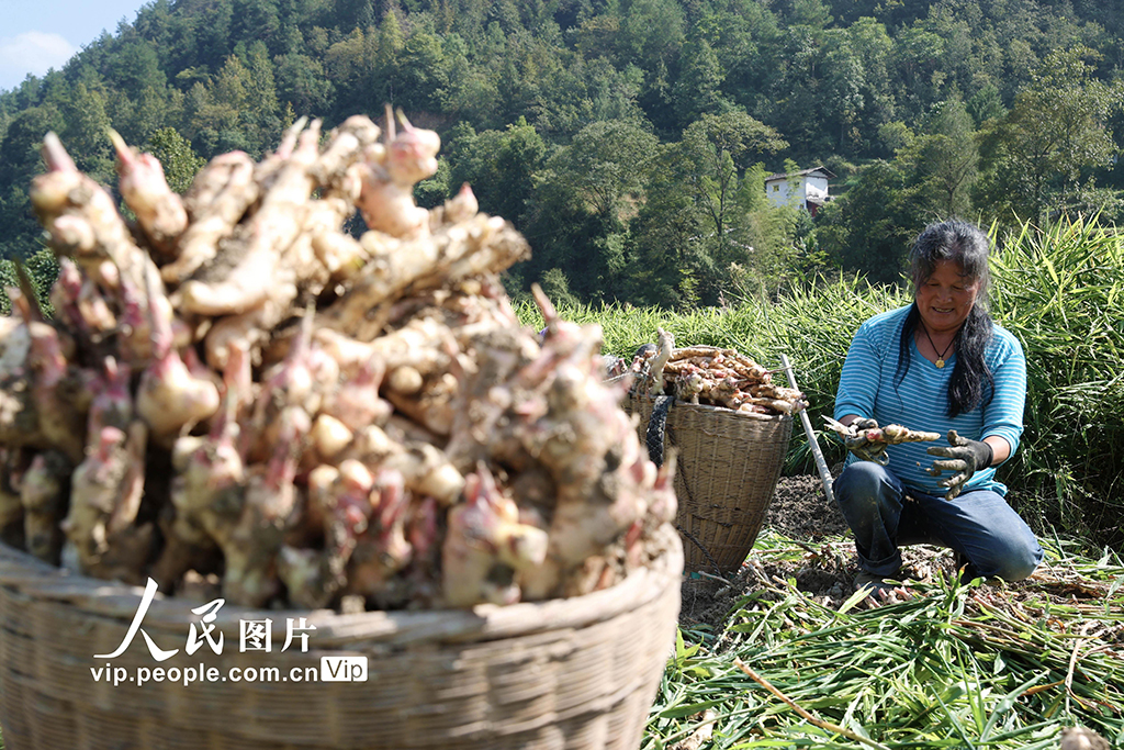 重庆：采挖富锶生姜【4】