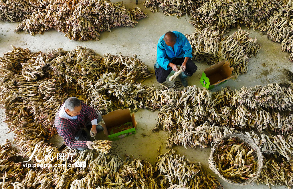 重庆：采挖富锶生姜【6】