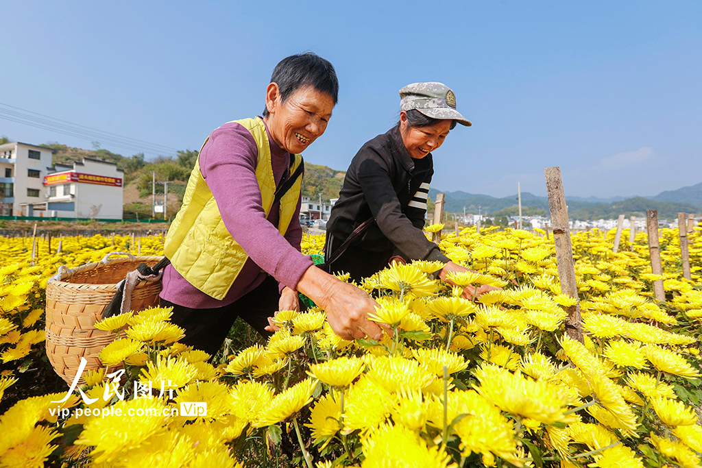 安徽歙县：采摘金丝皇菊【3】