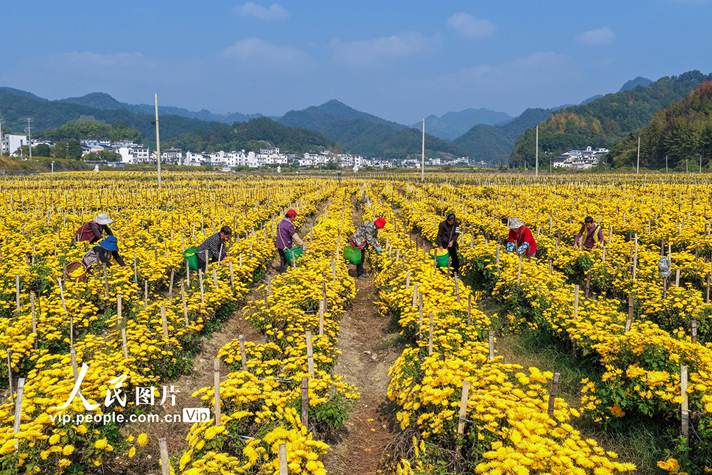 安徽歙县：采摘金丝皇菊【6】