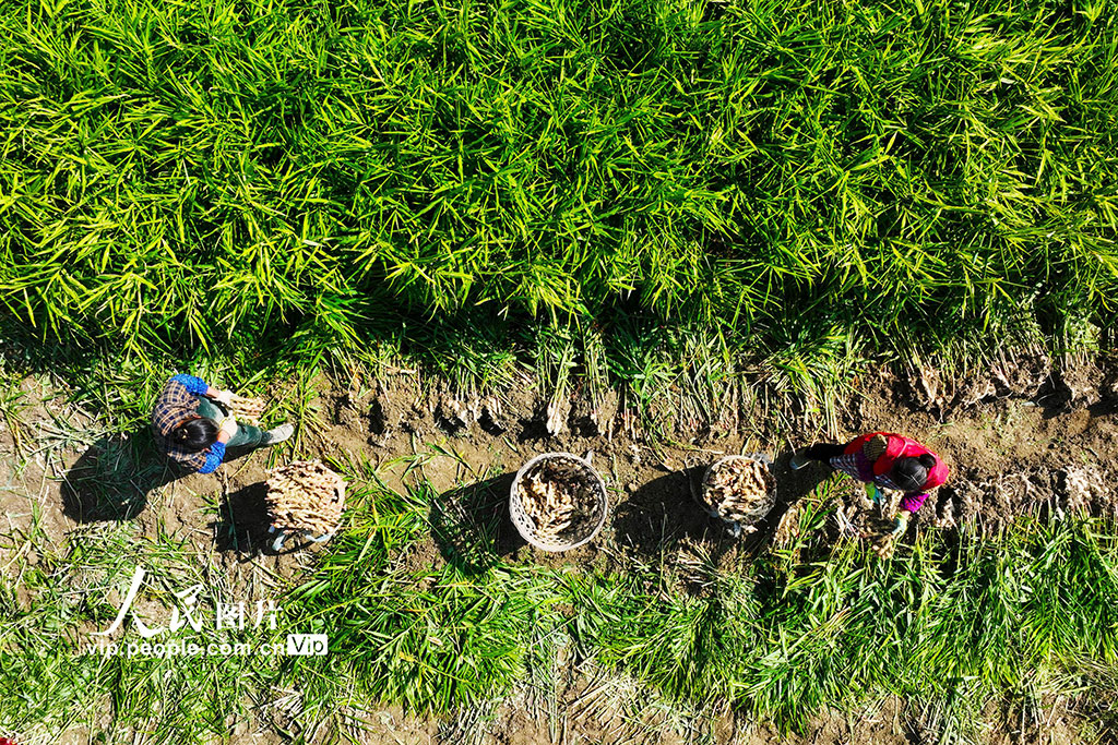 重庆：采挖富锶生姜