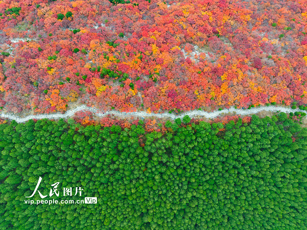 山东济南：看秋色“平分”
