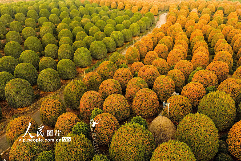 浙江杭州：修剪桂花树