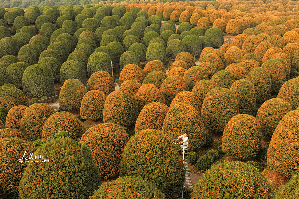 浙江杭州：修剪桂花树【5】