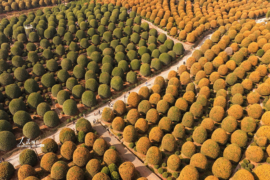 浙江杭州：修剪桂花树【7】