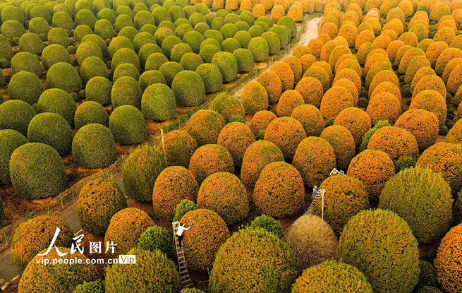 浙江杭州：修剪桂花树