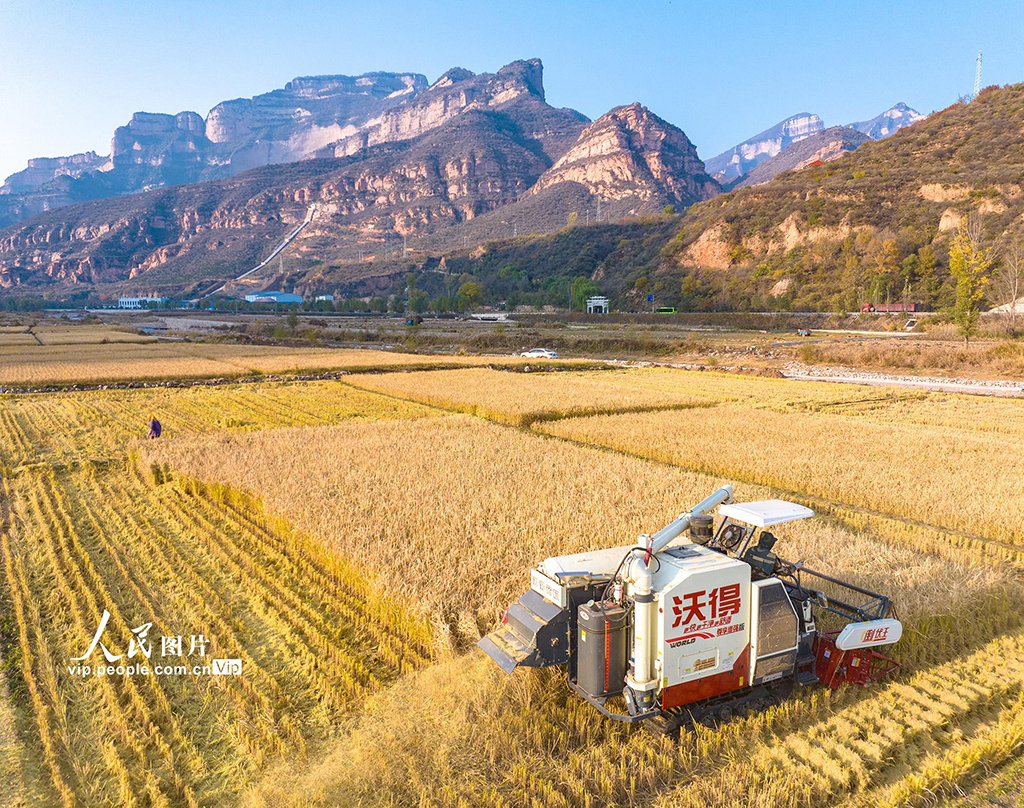 山西左权：水稻喜获丰收【3】