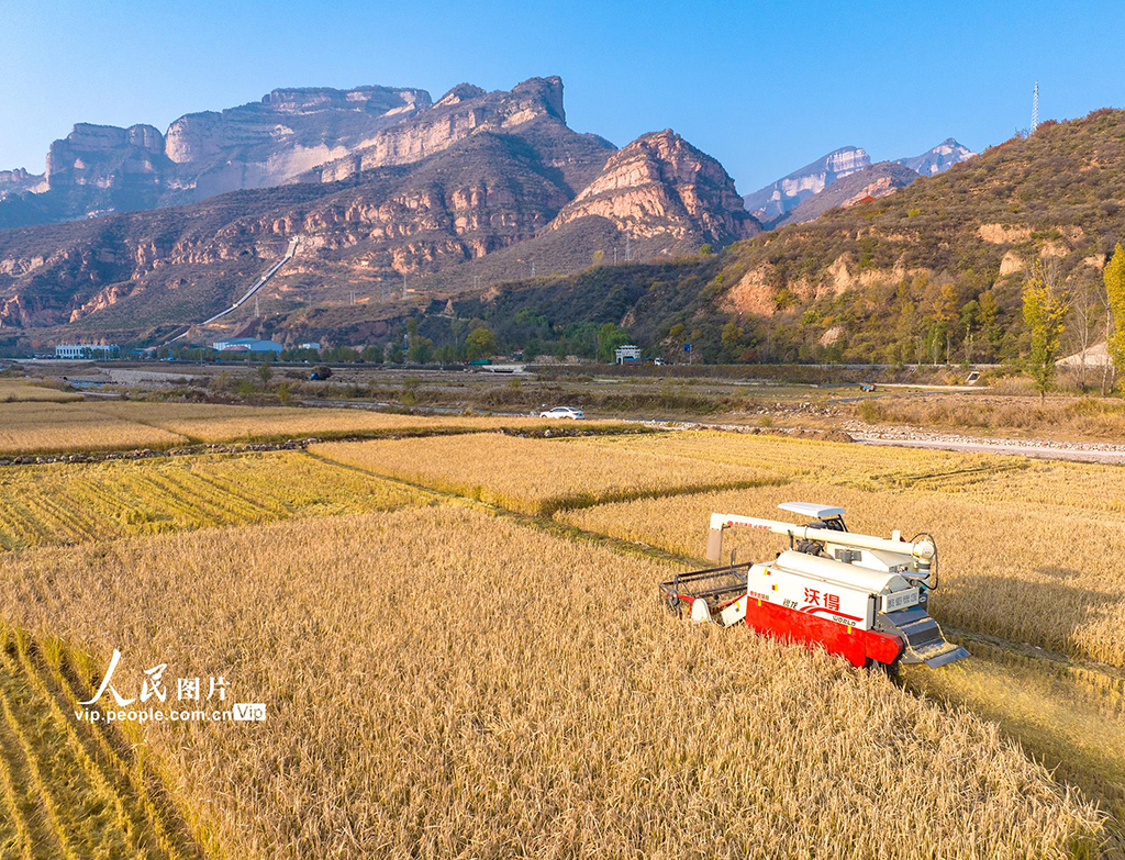 山西左权：水稻喜获丰收【4】