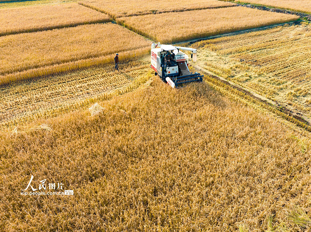 山西左权：水稻喜获丰收【2】