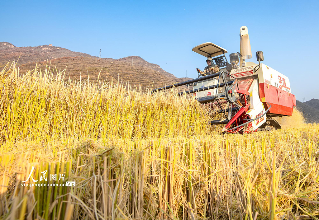 山西左权：水稻喜获丰收【5】