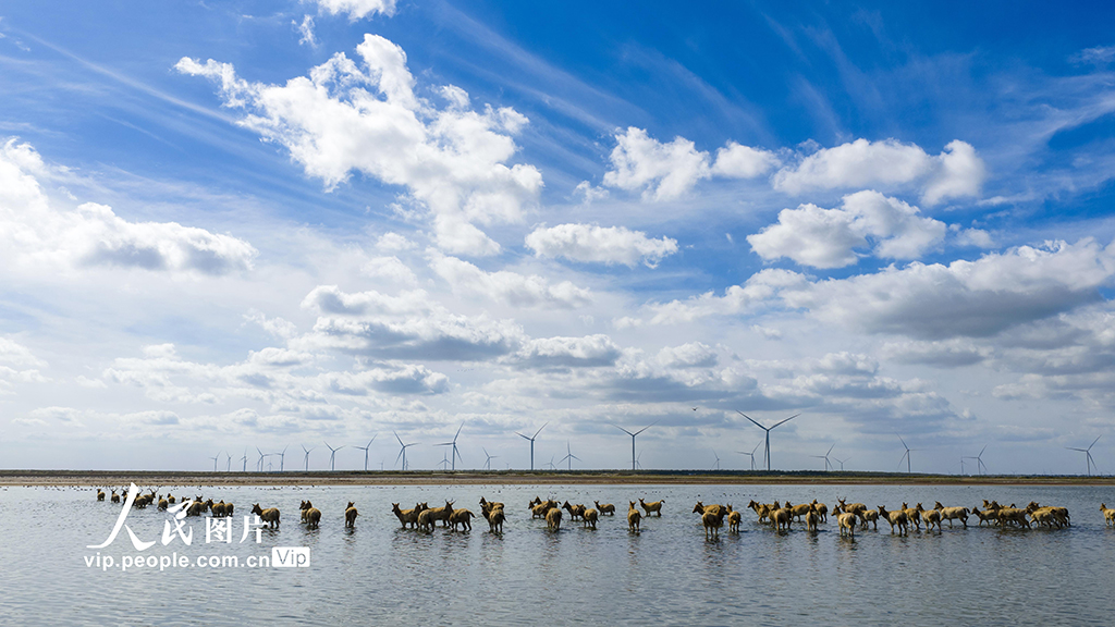 江苏东台：盐蒿红 秋色美【3】